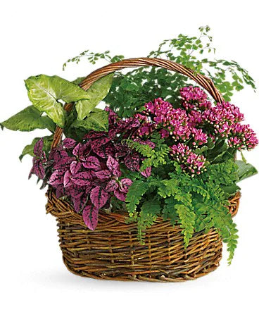 TP3 Mixed Plant Basket