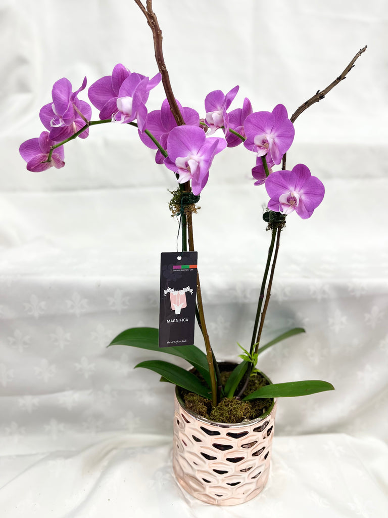 FP5 Phalaenopsis Orchid Plant