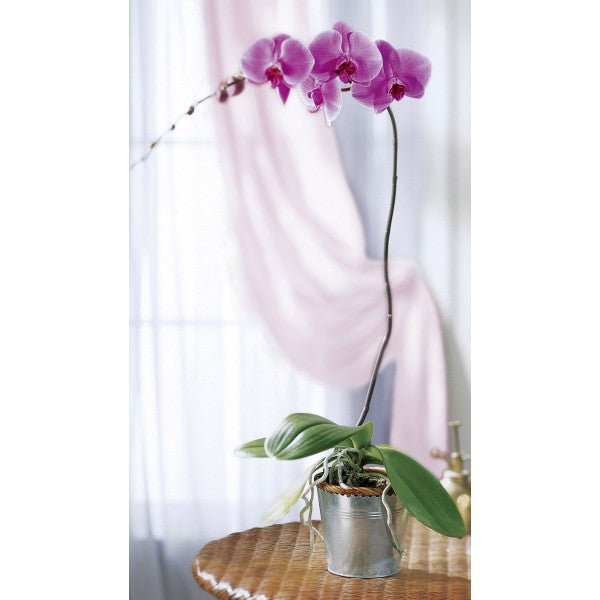 GW7 Orchid Plant