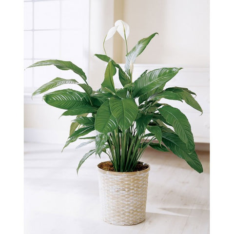 FP4 Peace Lily In Pot