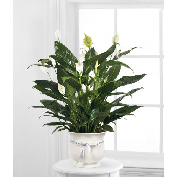 S1 Peace Lily Plant