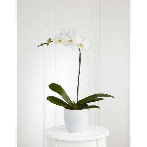 S3 Sympathy Orchid Plant